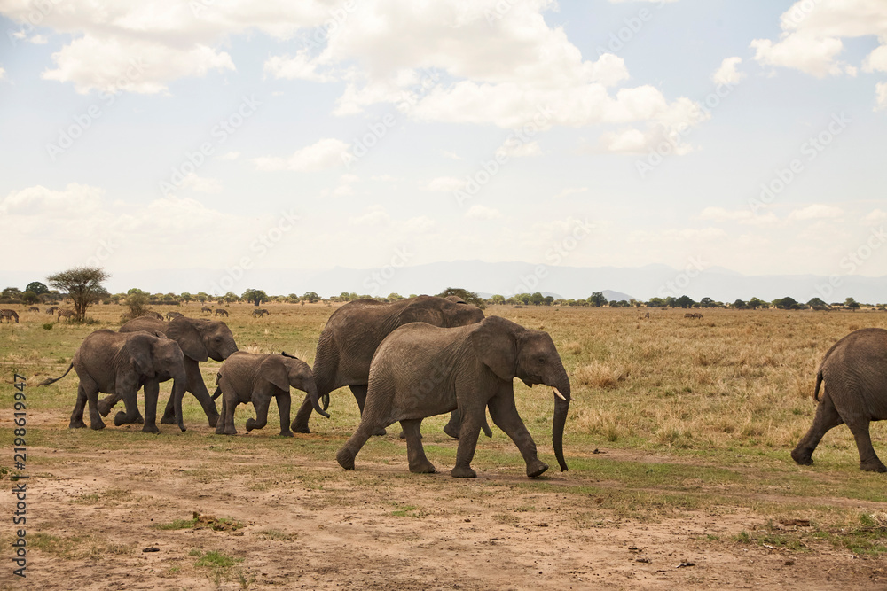 Fototapeta premium Eine Gruppe Afrikanischer Elefanten bewegt sich durch die trockene Savanne; mehrere Zebras sind im Hintergrund zwischen den Bä umen sichtbar.