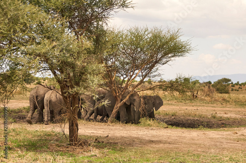 Photography Eine Gruppe Afrikanischer Elefanten steht dicht beieinander zwischen Bäumen und feuchtem Boden; Teile der Tiere werden von Zweigen verdeckt