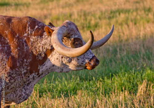 bull in the field, Longhorn in the field, Texas Longhorn, Longhorn with curled horns