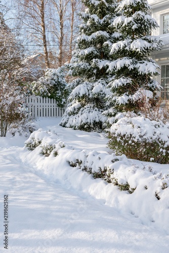 Snow-covered residential garden with a large evergreen tree, shrubs and a white house on a bright winter day
