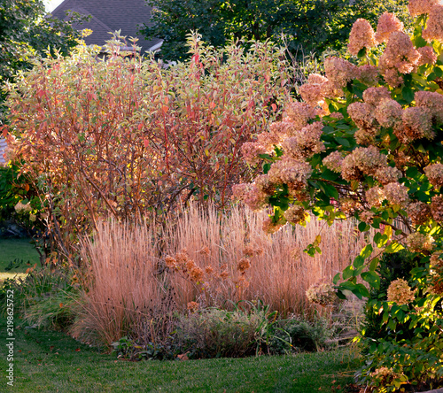 Cardinal red twig dogwood, Karl Foerster feather reed grass and fading Limelight hydrangeas glow in warm autumn light, creating a richly layered fall garden.