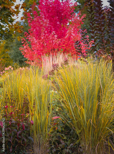 Golden Northwind switchgrass frames a brilliant Autumn Blaze maple and Royal Purple smokebush, creating striking layers of red, gold and burgundy in an autumn garden.