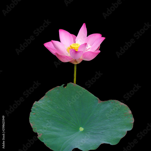 Low-key shot of a vibrant blooming pink lotus flower with yellow stamens surrounded by dew-drops on lotus leaves, perfect for wellness, spa, and meditation themes.
