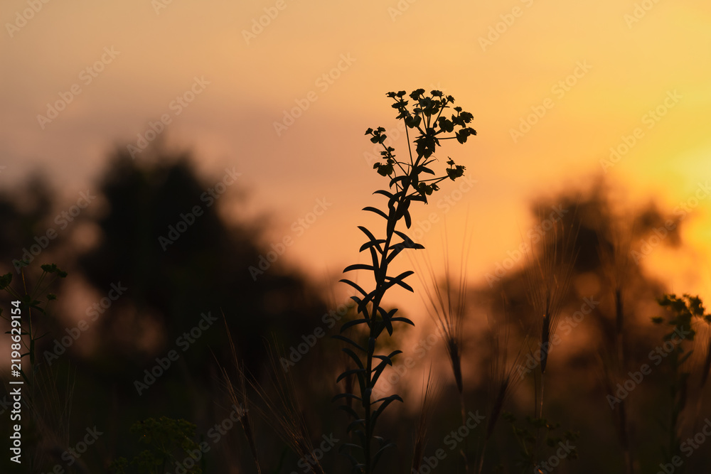 Fototapeta premium A red and blue sky and the sun in olive trees. The golden, red and blue hour of the sunrise seclusion of early morning and evening. Beautiful summer meditation. Melody of the southern tropic desert.