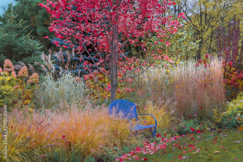 Vibrant autumn garden with an Autumn Blaze maple, Pennisetum alopecuroides and Karl Foerster feather reed grass surrounding a blue chair in a richly layered fall landscape.
