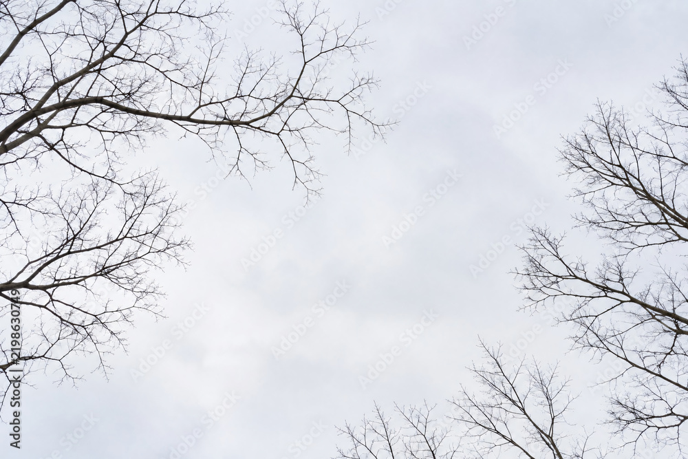 Obraz premium Bare tree branches against pale winter sky