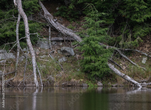 Foto Shoreline in Muskoka with sprawling  old tree roots around new evergreens