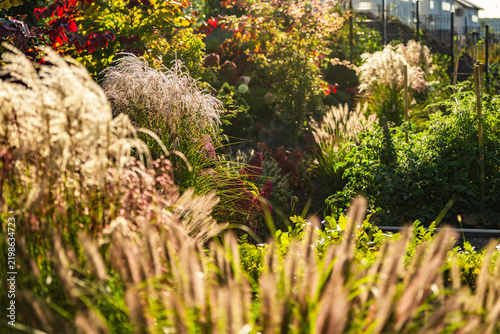 Картината върху платно Backlit ornamental grasses in a densely planted garden