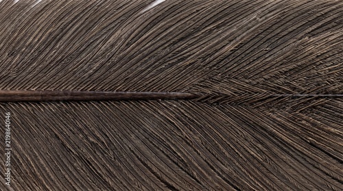 Macro close up of brown ostrich feather texture
