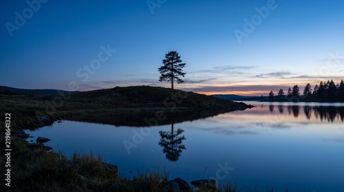 A solitary pine tree on a hill reflecting in a calm lake at dusk