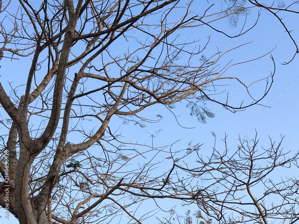 Obraz premium Low angle view photo of bare tree branches against clear blue sky in dry season. Minimalist natural branch silhouette pattern background template for environmental banner, poster, and wallpaper.