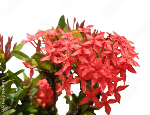 Red ixora flower cluster with green leaves isolated against transparency background