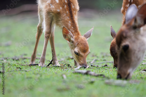 大人の鹿たちと一緒に朝食の芝を食べる子供の鹿