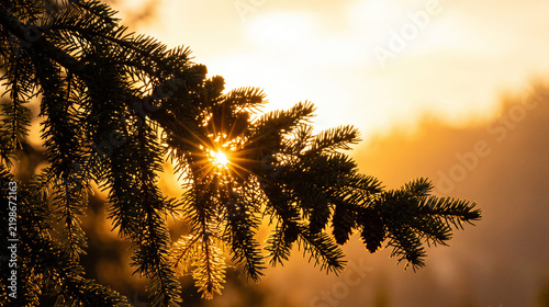 Sunbeams through pine tree branch at sunset