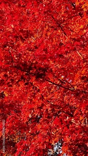 Passing under maple trees with colorful autumn leaves blowing in a gentle breeze. Vertical video.