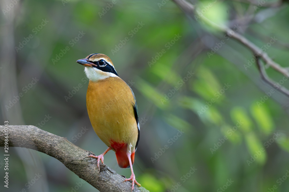 Fototapeta premium Indian Pitta, Pitta brachyura perched on a tree branch in a lush tropical forest, showing distinctive buff underparts and vibrant ted vent. Set against a lush green with blue sky blurred background. 