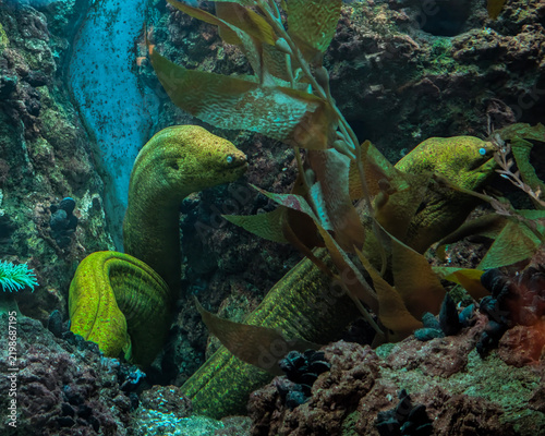 Photography Close-up of a two green moray eel in an underwater rocky habitat.
