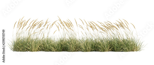 Natural coastal botanical landscape border: horizontal row clump of dry beige marram dune grass stalks and sea oats swaying in coastal. Modern visual element on white background template display.