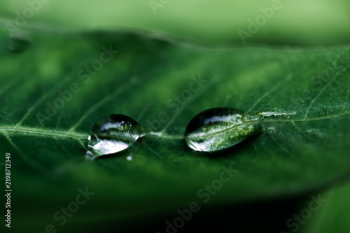 Two water droplets on green leaf in extreme closeup