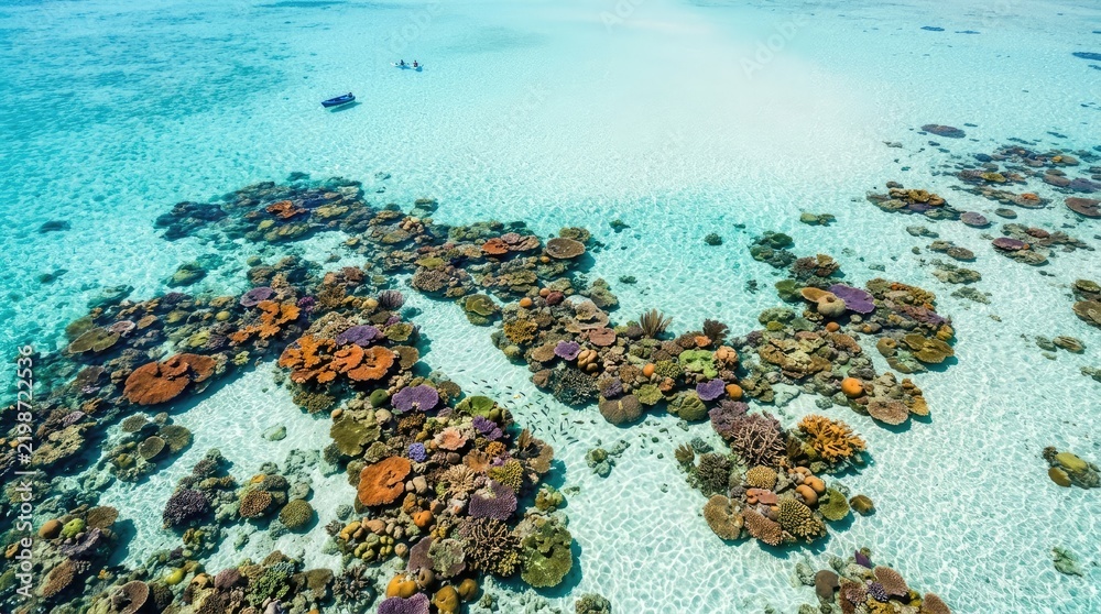 Fototapeta premium A drone captures an aerial view of a vibrant coral reef in crystal-clear turquoise water. Several snorkelers float peacefully above the colorful coral formations.