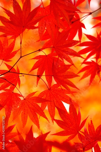 奈良公園を鮮やかに彩る秋の紅葉