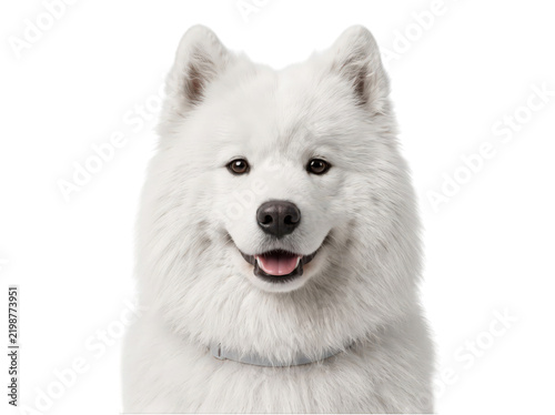 Smiling white fluffy samoyed dog looking up