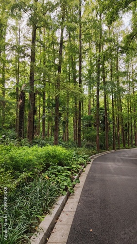Photography Scenic asphalt road surrounded by tall trees and dense green foliage in an urban
