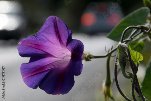 Фотография Blüte einer Prachtwinde