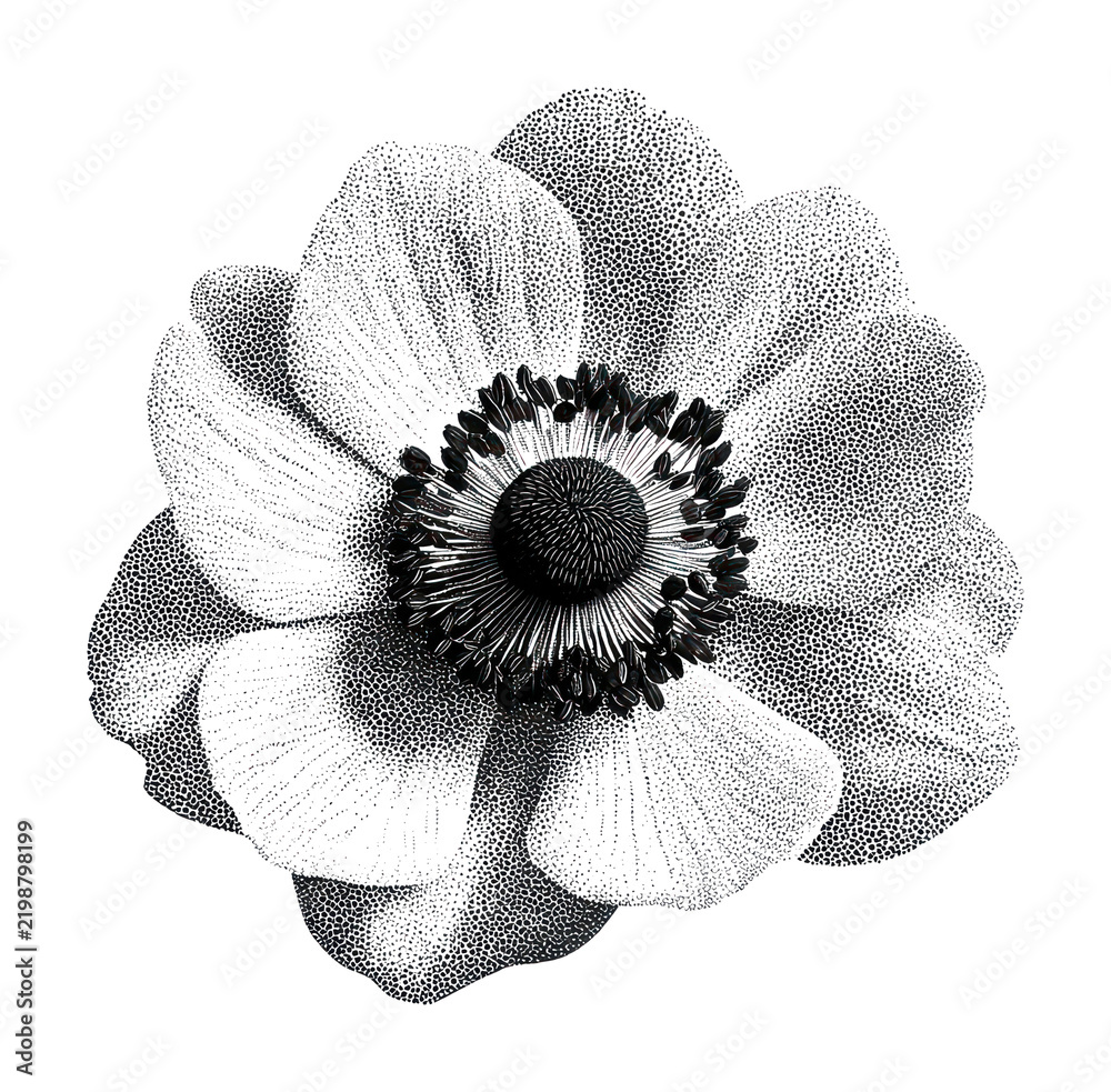 Obraz premium PNG Detailed black and white flower illustration