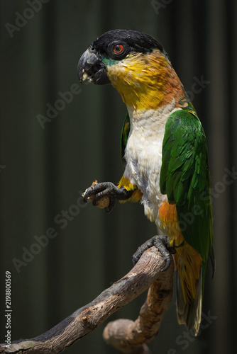 A black-headed parrot, Pionites melanocephalus, also known as a black-headed caique, perches on a branch while gripping a nut in its foot.