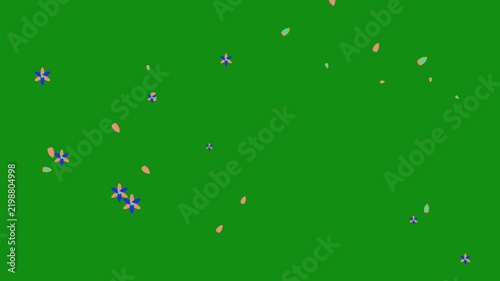 Animated Little Flowers and Petals Falling Down on Green Screen Background