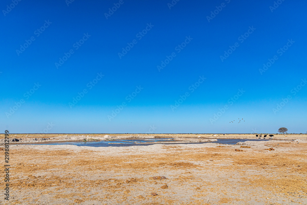 Fototapeta premium Nxai Pan Waterhole, Nxai Pan National Park, Botswana