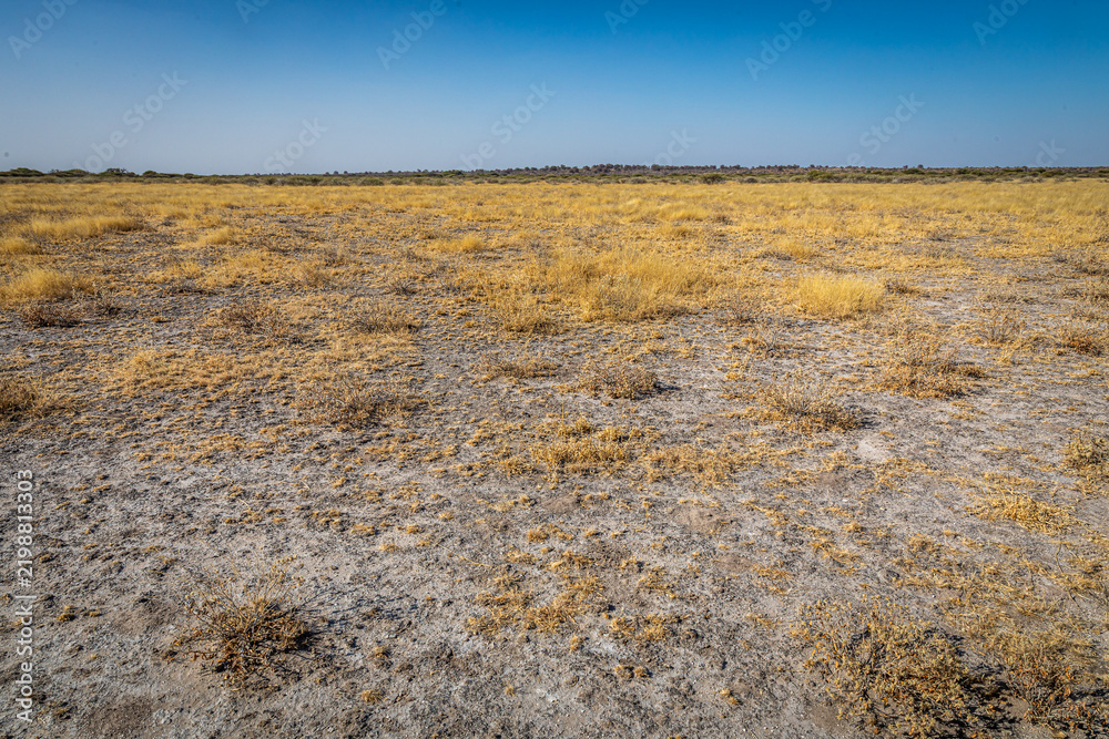 Fototapeta premium Savanna dry season scenery in Deception, Central Kalahari Game Reserve, Botswana