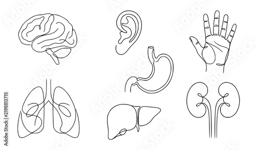 фотографія Set of human internal organs and body parts drawn in continuous line style with