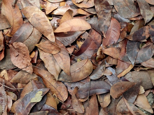 A pile of dry brown leaves scattered on the ground