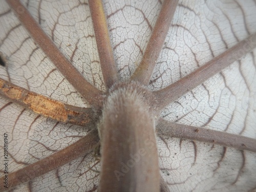 macro photograph of the surface texture of a dried brown teak leaf, featuring prominent vein and rib structure