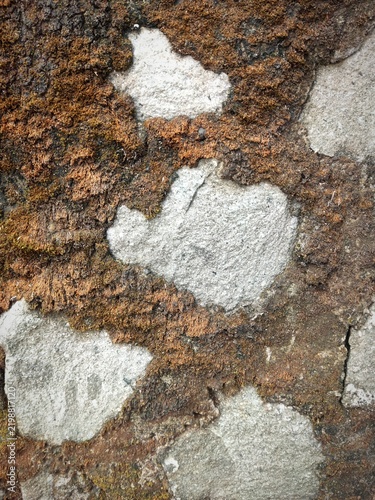 close up of the texture of dry brown moss growing in the crevices of weathered rock