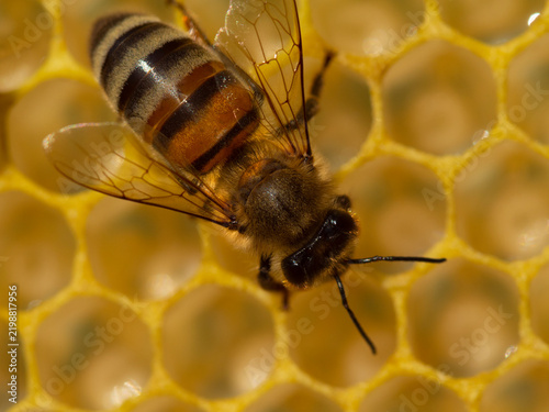 Close up of a bee on a honeycomb.