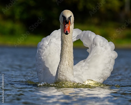 Konstfotografi mute swan cygnus olor