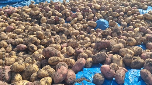 Freshly harvested potatoes scattered on blue tarps in an agricultural field, showcasing various sizes and shapes of tubers under bright sunlight