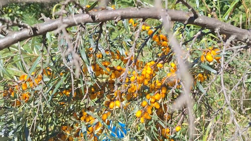Bright orange berries cluster on branches of a green shrub, showcasing the vibrant foliage and natural setting in a sunny outdoor environment