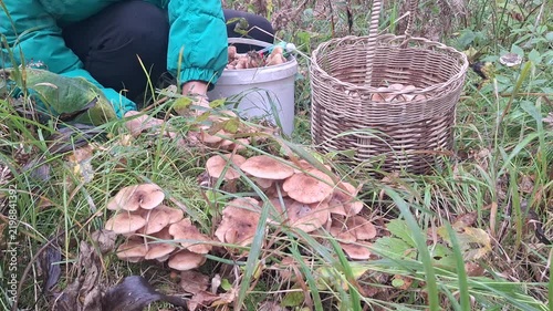 Individual foraging mushrooms in a forested area, placing them into a woven basket while a white bucket sits nearby among grass and foliage
