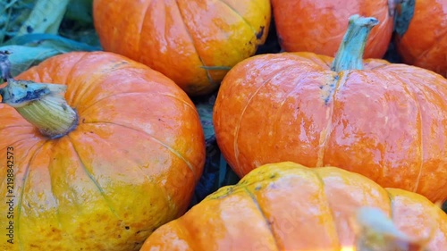 Vibrant orange pumpkins with glossy surfaces and distinct shapes arranged closely on the ground, showcasing their rich color and texture in a natural outdoor setting