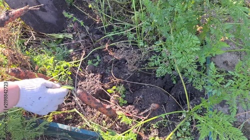 Individual harvesting carrots from a garden bed, pulling them from the soil while surrounded by green foliage and dirt in a sunny outdoor setting