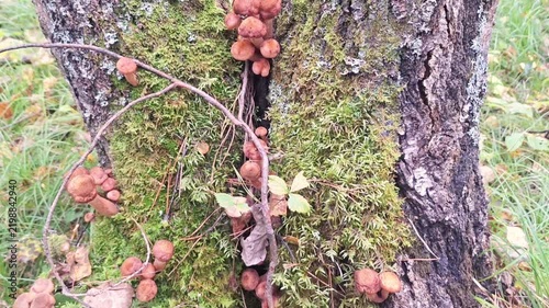 Cluster of brown mushrooms growing on a moss-covered tree trunk in a forest, surrounded by green grass and fallen leaves, showcasing natural woodland habitat