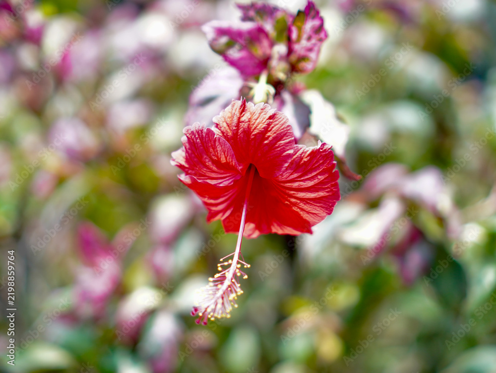 Obraz premium A beautiful nature photograph of a tropical red Hibiscus blossom in full bloom, capturing its vivid color and elegance in a garden setting.