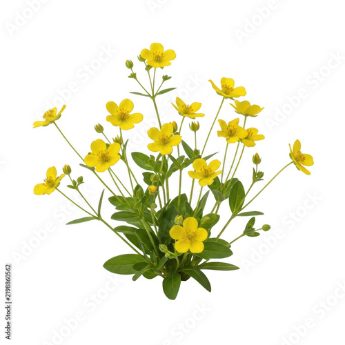 A cluster of small yellow buttercup flowers with green leaves blooming on thin stems, presented isolated on a transparent background for decorative use.
