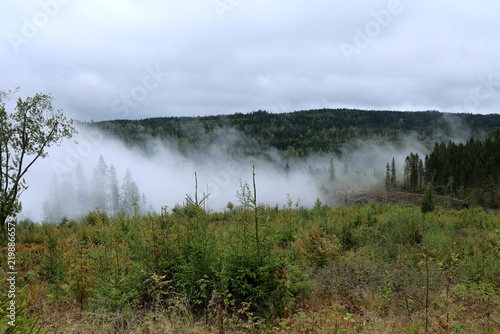 Plakat Foggy