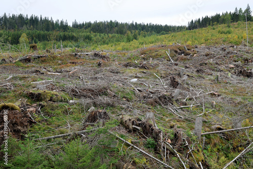 Plakat After logging