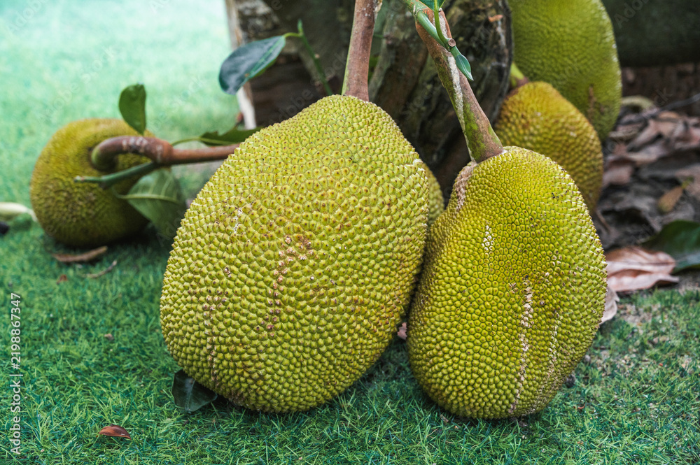 Obraz premium Jackfruit in the south of Vietnam. A tree in the family of figs, mulberries and breadfruit.